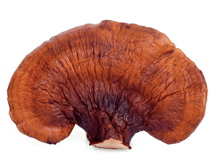 Grzyby Reishi (Ganoderma lucidum) – Co to jest?